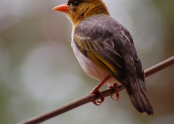 7 Benefits of Having a Mobile App for Your Business