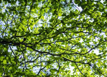 Breaking the Cycle of Living Paycheck to Paycheck: 8 Strategies for Financial Freedom